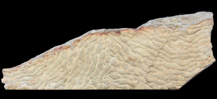 Pennsylvanian, Fossil Microbial Mat - Oklahoma #41106